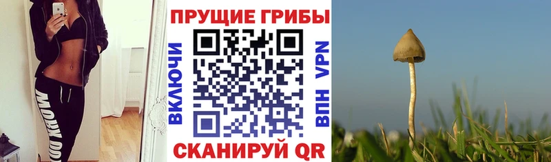 Псилоцибиновые грибы Psilocybe  что такое   Рузаевка 